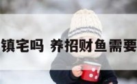 养招财鱼镇宅吗 养招财鱼需要注意什么