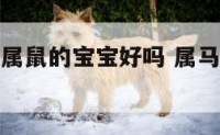 属马属龙生属鼠的宝宝好吗 属马生个属龙的宝宝好吗