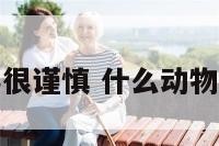 什么动物做事很谨慎 什么动物做事谨慎小心