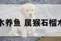 属猴石榴木养鱼 属猴石榴木养鱼好吗
