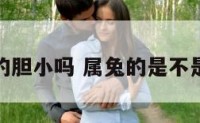 属兔的胆小吗 属兔的是不是胆小