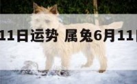 属兔6月11日运势 属兔6月11日运势如何