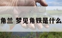 解梦角兰 梦见角铁是什么意思