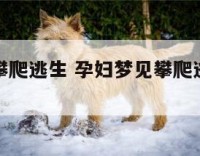 孕妇梦见攀爬逃生 孕妇梦见攀爬逃生什么意思