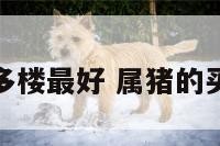 属猪选好多楼最好 属猪的买几楼合适