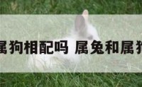 属兔跟属狗相配吗 属兔和属狗相合吗