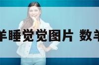 属羊羊睡觉觉图片 数羊睡觉