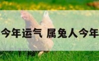 属兔兔人今年运气 属兔人今年运气咋样