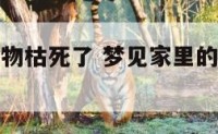 梦见家里植物枯死了 梦见家里的盆栽植物死了