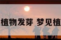做梦梦到植物发芽 梦见植物发嫩芽