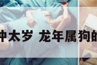 属龙狗年冲太岁 龙年属狗的犯太岁吗