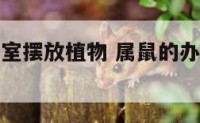 属鼠的办公室摆放植物 属鼠的办公室摆放植物好吗