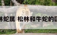 松林蛇属 松林和牛蛇的区别