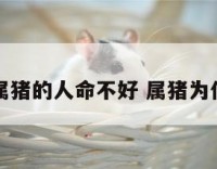 为什么属猪的人命不好 属猪为什么这样