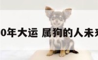 属狗未来10年大运 属狗的人未来十年运势