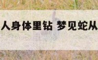 梦到蛇往别人身体里钻 梦见蛇从别人身体下面钻到上面