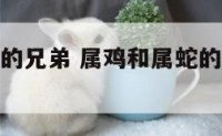 属鸡和属蛇的兄弟 属鸡和属蛇的兄弟姐妹合不合