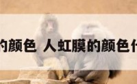 人虹膜的颜色 人虹膜的颜色代表什么