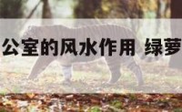 绿萝摆放办公室的风水作用 绿萝放在办公室哪里最旺财