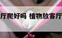 植物顺着客厅爬好吗 植物放客厅会对人有什么不好