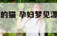 孕妇梦见漂亮的猫 孕妇梦见漂亮的猫是生男生女