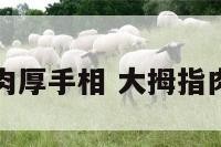 大拇指下肉厚手相 大拇指肉厚的地方