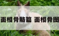 面相骨骼篇 面相骨图