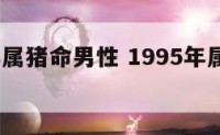 1995年属猪命男性 1995年属猪男的命运