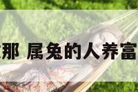 属兔养文竹放那 属兔的人养富贵竹要养几只