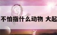 大起大落又不怕指什么动物 大起大落打一字