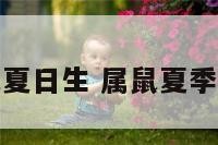 属鼠夏日生 属鼠夏季出生