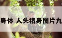 人头猪身身体 人头猪身图片九宫格恶搞