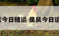 属鼠今日赌运 属鼠今日运势?