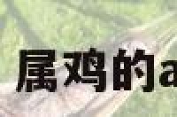 A型属鸡对感情 属鸡的ab型男人的性格