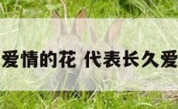 代表长久爱情的花 代表长久爱情的花朵