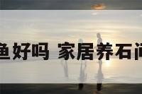 家居养石间鱼好吗 家居养石间鱼好吗图片
