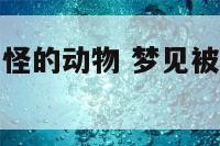 梦见自己被奇怪的动物 梦见被奇怪的动物袭击