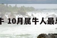 10月属牛 10月属牛人最忌讳什么