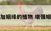 增加姻缘的植物 增强姻缘