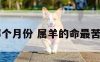 属羊命苦哪个月份 属羊的命最苦是哪一个月