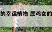 属鸡的女人的幸运植物 属鸡女的幸运花是什么