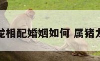 属猪属龙相配婚姻如何 属猪龙相配吗