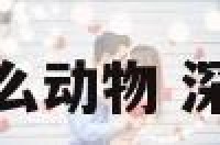 深谟远虑是什么动物 深远莫什么成语