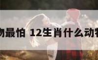 十二动物最怕 12生肖什么动物最怕人