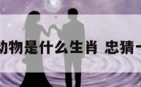 忠的动物是什么生肖 忠猜一生肖