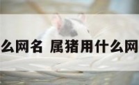属猪用什么网名 属猪用什么网名走好运