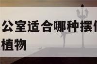 属猪的男性办公室适合哪种摆件 属猪的办公室应该放什么植物