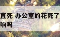 办公室花一直死 办公室的花死了也不扔对个人风水有影响吗