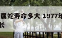 1977年属蛇寿命多大 1977年属蛇的寿命多长