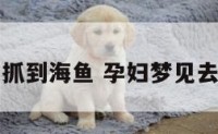 孕妇梦见抓到海鱼 孕妇梦见去海边抓鱼